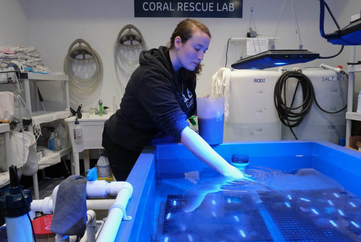 Senior biologist Brooke Zurita administers a blend of vitamins and algae to coral using a baster at Moody Gardens Aquarium on Friday, Feb. 9, 2024, in Galveston, Texas.