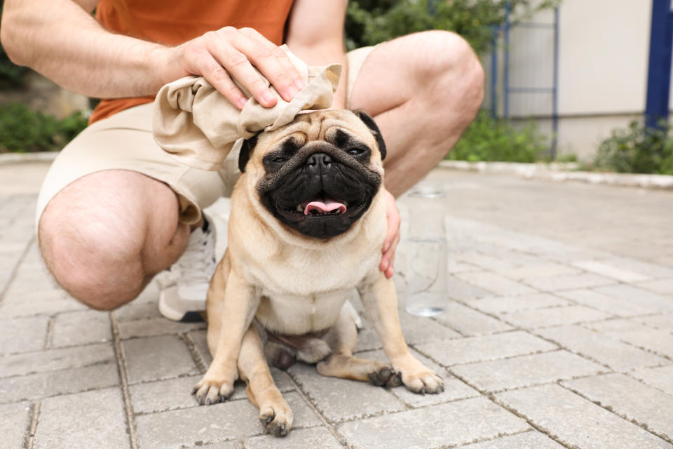 Bei Überhitzung sollte man den Hund sofort abkühlen - aber sanft! Feuchte Tücher sind besser als ein Schock durch den Sprung ins kalte Wasser (Bild: Getty Images)