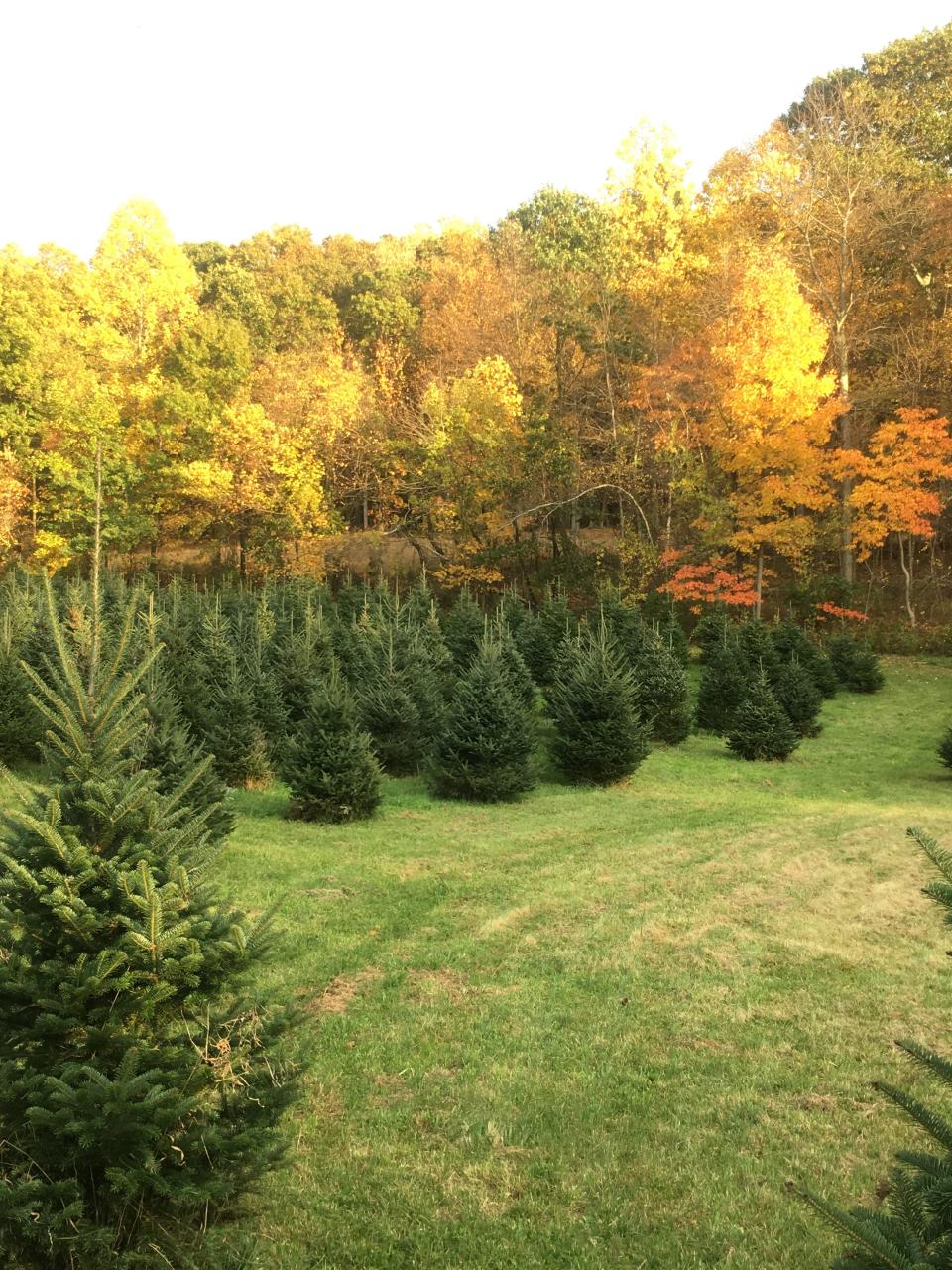 Fairview Farm Christmas Trees, 91 E. Mill Rd., Long Valley. Fairview Farm has cut-your-own Concolor Fir, Fraser Fir, Canaan Fir, Balsam Fir and Balsam-Fraser Hybrid Fir. Mrs. Claus frequently stops by with hot cocoa and farm-baked cookies at their large gift shop filled with decorations, wreaths and stands.