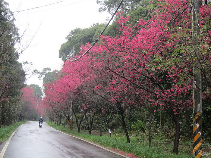 滬尾櫻花大道（圖片來源：新北市綠美化環境景觀處）