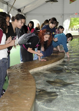 Visitors to the Brookfield Zoo view stingrays in a shallow pool in Brookfield, Illinois in this undated handout photo provided by the Brookfield Zoo. REUTERS/Brookfield Zoo/Handout via Reuters