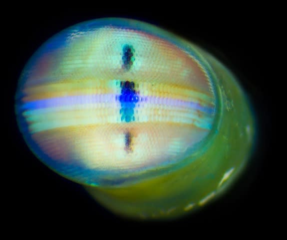 A mantis shrimp eye. A center line, called the midband, contains complex photoreceptor cells.