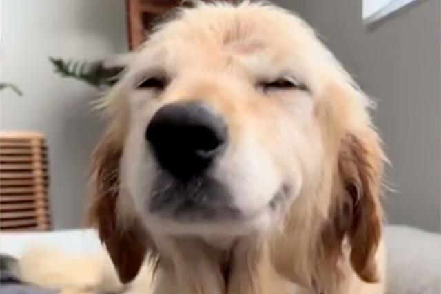 Golden Retriever's Huge Smile as the Sun Shines Through Window Melts Hearts