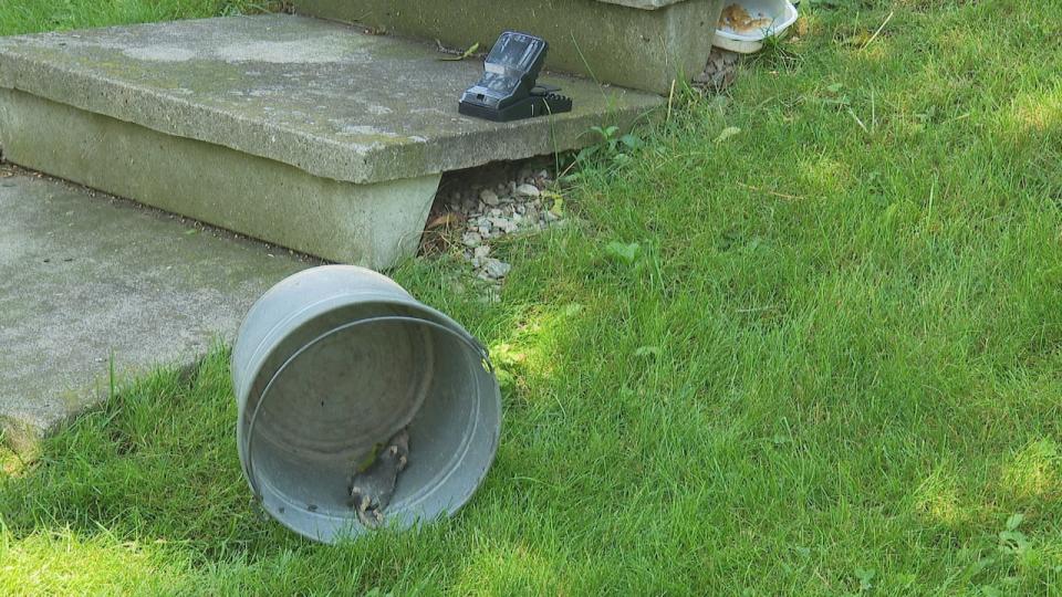 A dead rat lies in a bucket in the backyard of Dan Irwin. He says he's caught five rats in traps he's set in the past couple of weeks.