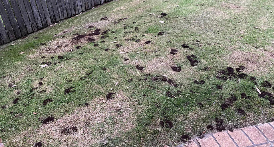 Dirt mounds caused by funnel ants in a NSW backyard. 