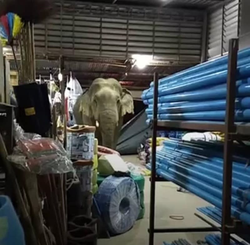 The bull elephant gave in to temptation and tore down a metal shutter at a food supply store in Kaeng Krachan National Park, Phetchaburi. — Picture from Facebook/Siriphon Kerdsuchon