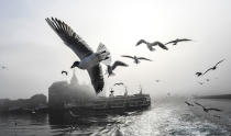 <p>Seagulls fly over the Bosphorus River while traffic has stopped due to the fog on Feb. 28, 2017, in Istanbul. (Bulent Kilic/AFP/Getty Images) </p>
