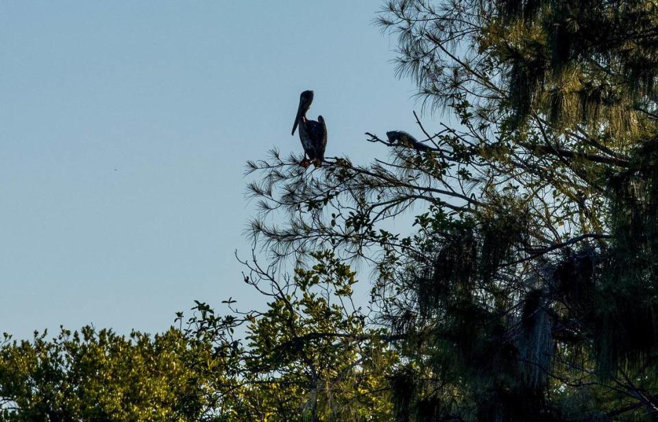 Un pelícano y una iguana son vistos alrededor de Bird Key, una isla privada en la bahía de Biscayne que ahora está a la venta ante el enfado de ecologistas, porque urbanizadores pudieran construir en la isla, desplazando a todas las aves, el jueves 23 de mayo de 2024.