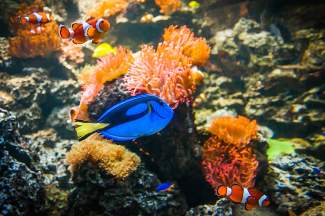 Real-life Dory, Tang, at Sea Life Brighton