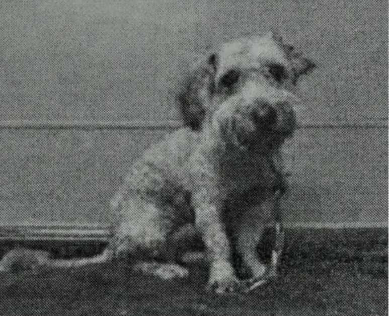 A small dog with a shaggy coat sits on a textured surface