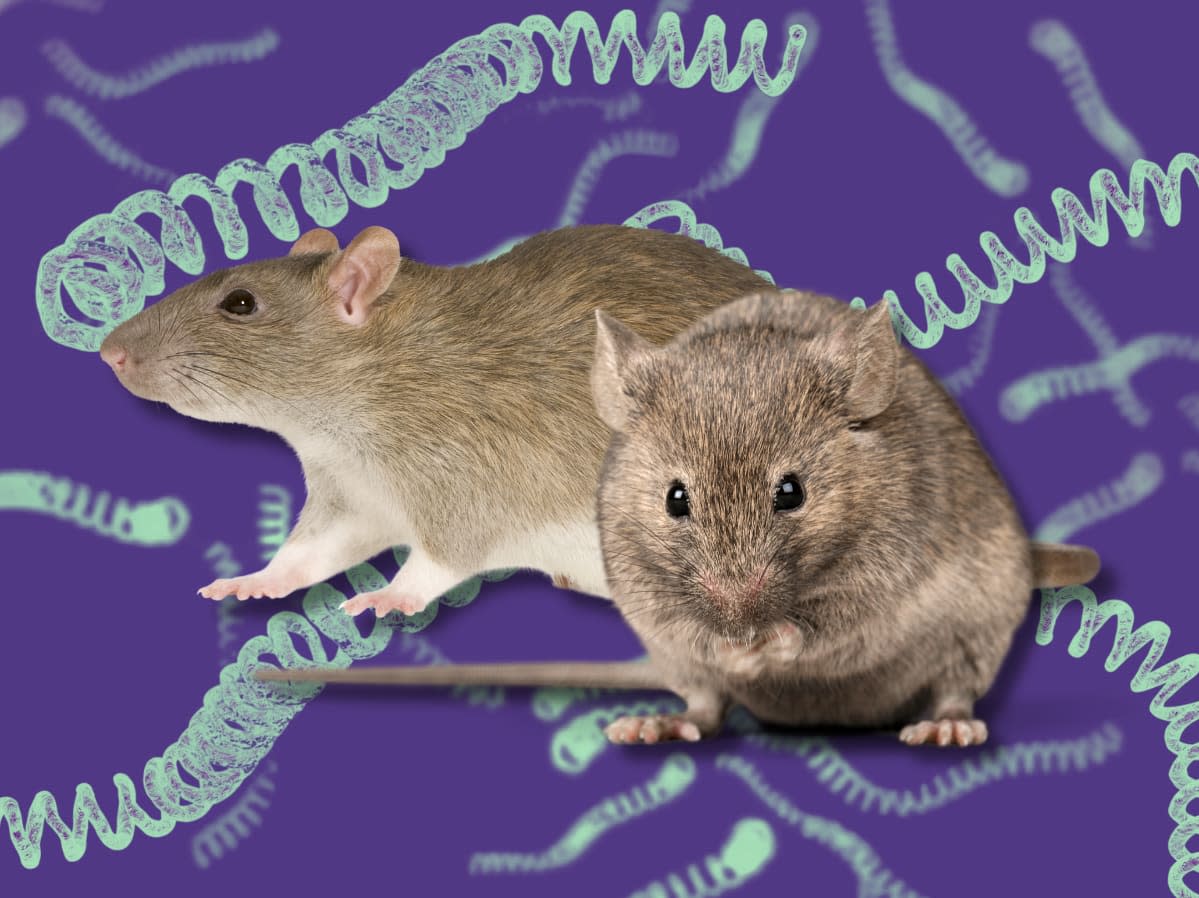 leptospirosis canada cases new york rat problem. Leptospirosis is rare in Canada, but New York City is reporting rising cases. Here's what you need to know about symptoms and risks of the disease. (Image via Canva)