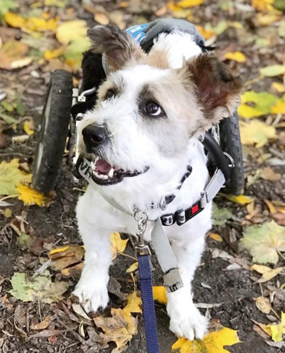 Basil in his wheelchair