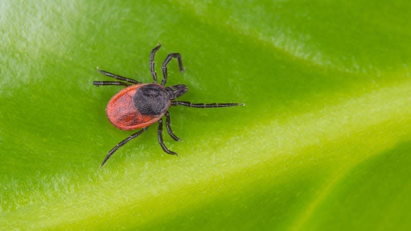 A castor bean tick (Ixodes ricinus)