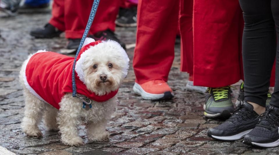 A dog waits at the Santa run in Liverpool (Jason Roberts/PA) (PA Wire)