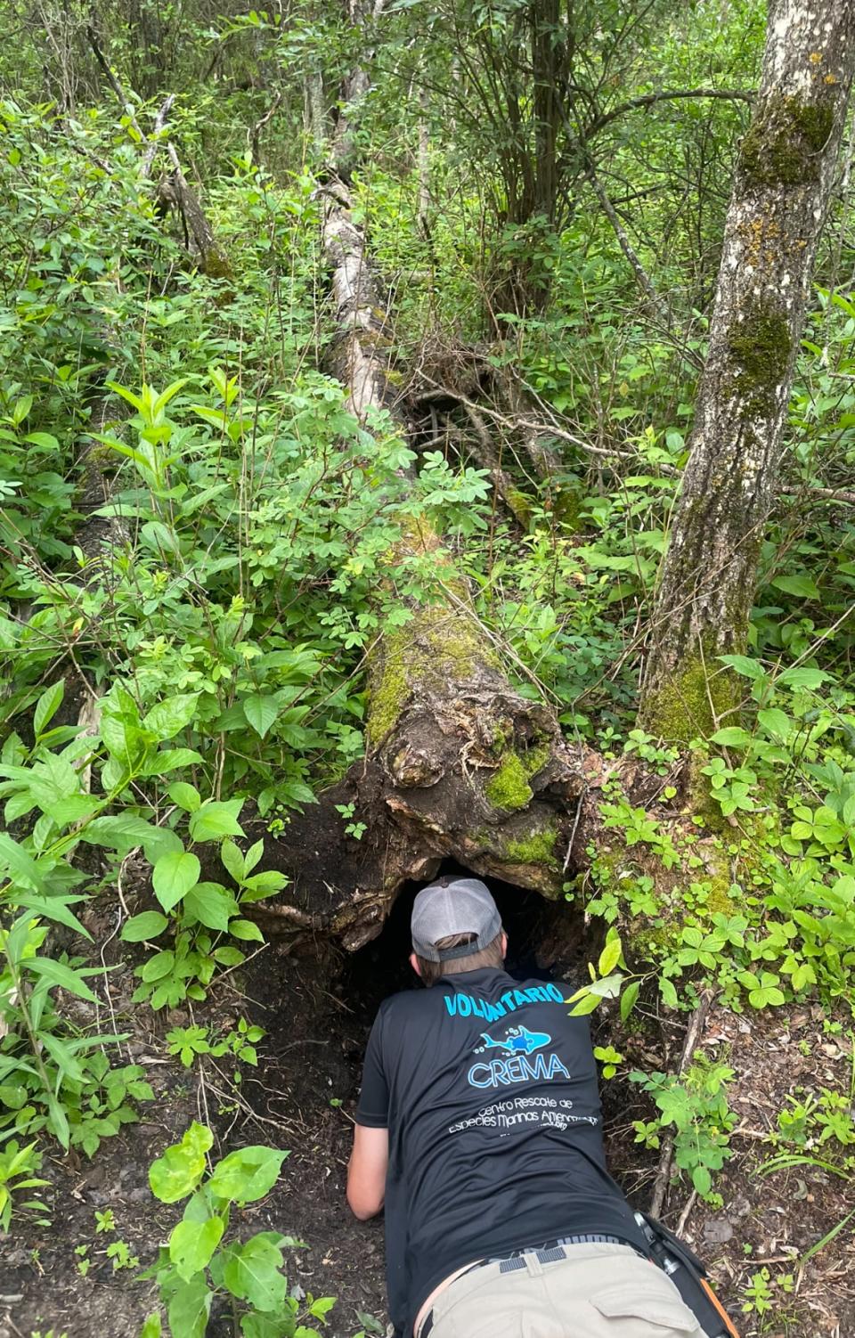 Red Deer Polytechnic Bachelor of Science graduate Kyle Rix examines the entrance to a black bear den in the Beaver Hills Biosphere region as part of the research project. 