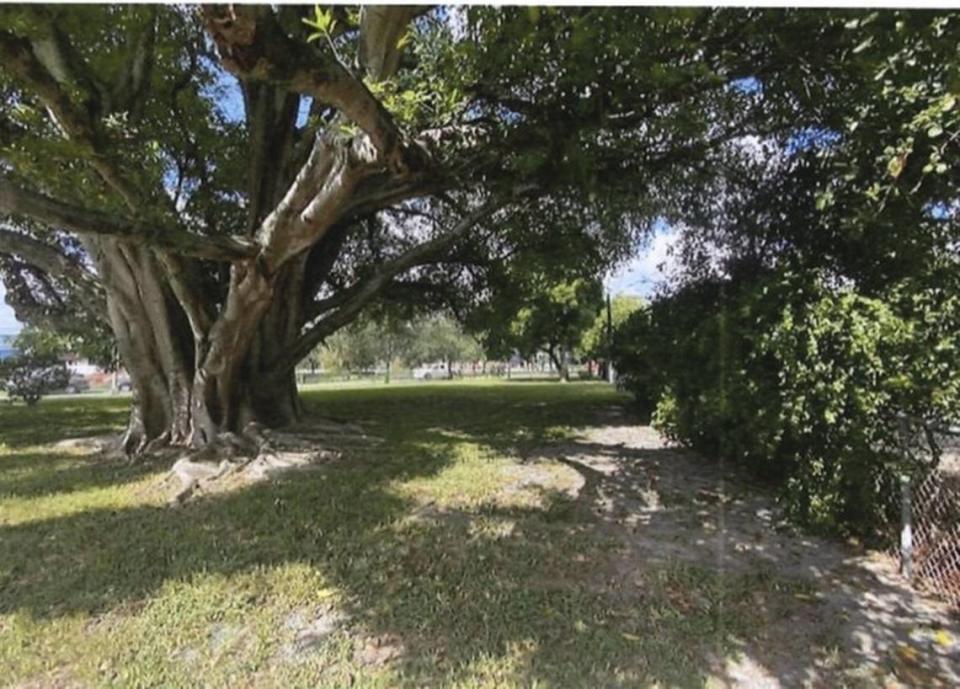 En el intercambio de tierras entre la ciudad de Hialeah y Boos Development, se preservará un antiguo árbol que se ubica en el parque Three Friends, localizado en 832 SE 12th St José Azze