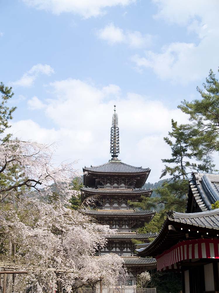 醍醐寺（Image Source : Getty Creative）.