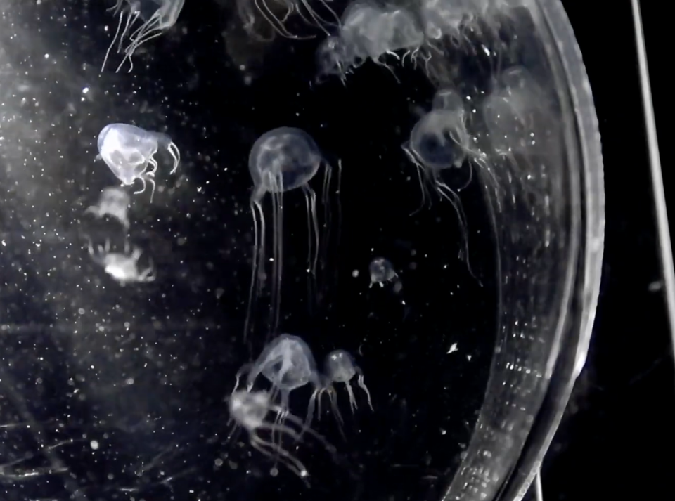 Several jellyfish swimming in a habitat at the lab.