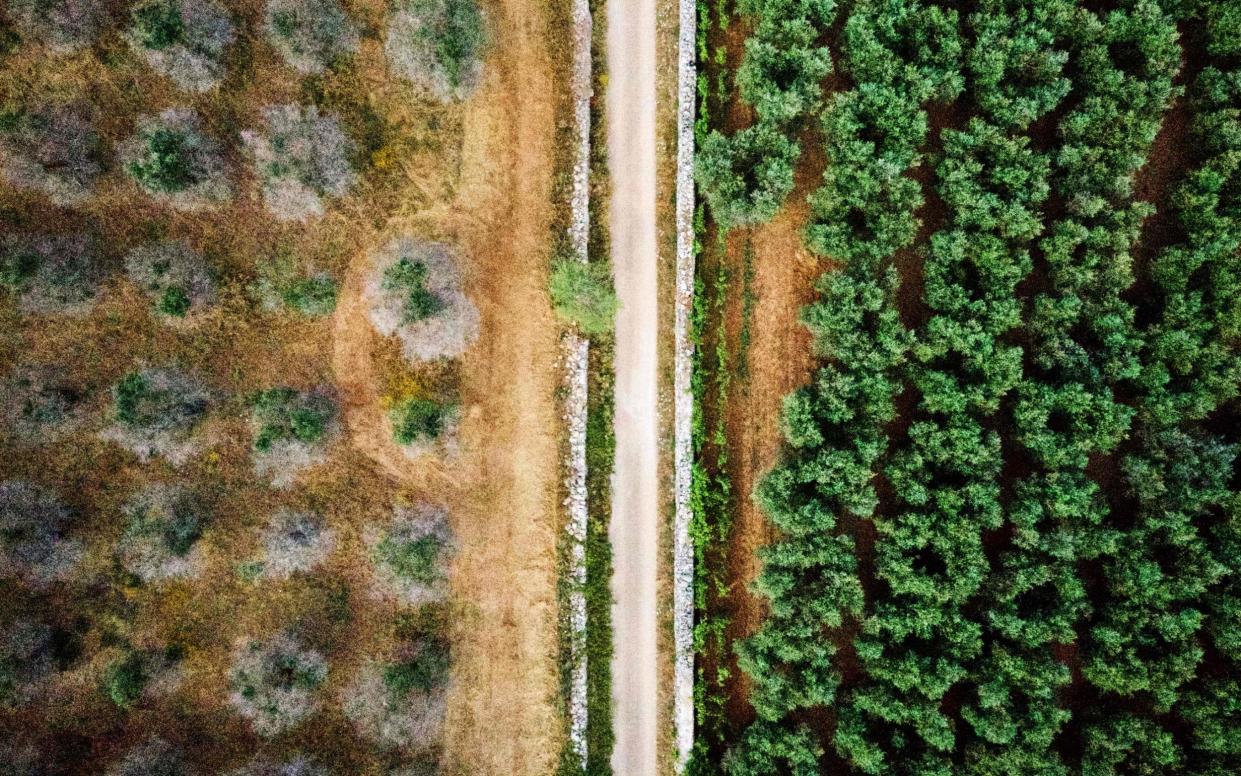 Aerial picture taken in 2019 near Racale in Puglia, shows two varieties of olive trees, some infected (L) with a disease called Xylella fastidiosa, a bacteria carried from tree to tree by a bug, and some resisting the infection. - AFP/Charles Onians 