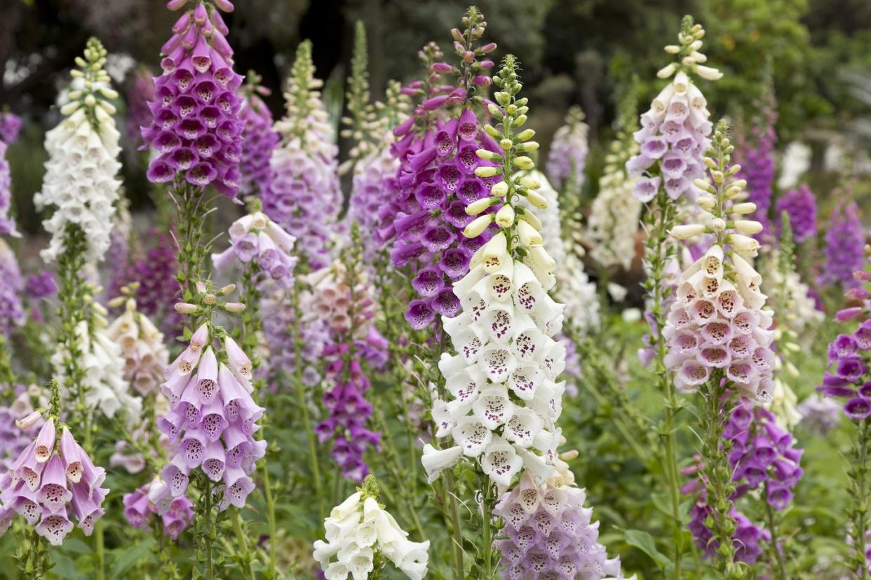 best perennial flowers plants foxglove