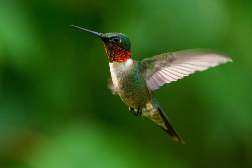 Las aves son las reinas de las migraciones, incluso las más pequeñas. El colibrí garganta de rubí, que pesa menos de cinco gramos, puede volar sin parar más de 2.000 kilómetros para completar su migración otoñal entre América Central y el este de Estados Unidos.(Foto: Getty Images).