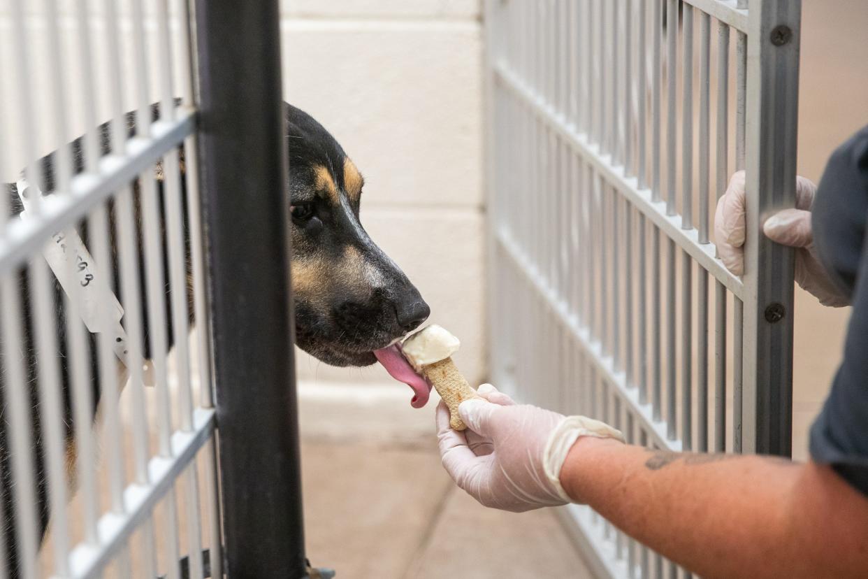 Samantha Sorbello hands Sunny a pupsicle at the Arizona Humane Society South Mountain Campus in Phoenix on July 20, 2023.