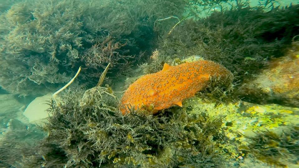 Orange sea cucumbers hide between the algae of Target Rock in the Morro Bay harbor.