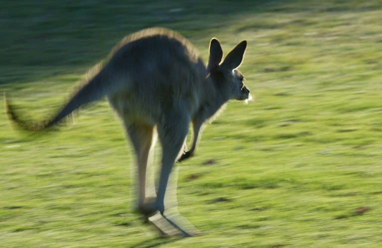 Un canguro recorre un campo de golf en la ciudad australiana de Brisbane el 3 de noviembre de 2003 (Christophe Simon)