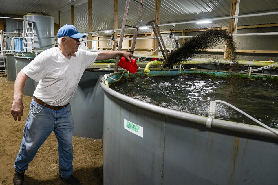 Mike Searcy feeds some of trout being raised in one of the tanks on his trout farm in Seymour, Ind., Wednesday, June 29, 2022. White Creek Farms of Indiana, owned by Searcy, is a recirculating aquaculture system, which allow fish and shrimp to be grown in tank-based systems. (AP Photo/Michael Conroy)