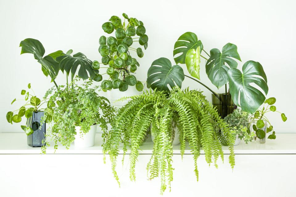 indoor gardening, indoor jungle with popular house indoor plants, monstera, pilea peperomioides, boston fern, maiden fern, english ivy all on tope of set of white drawers against white wall