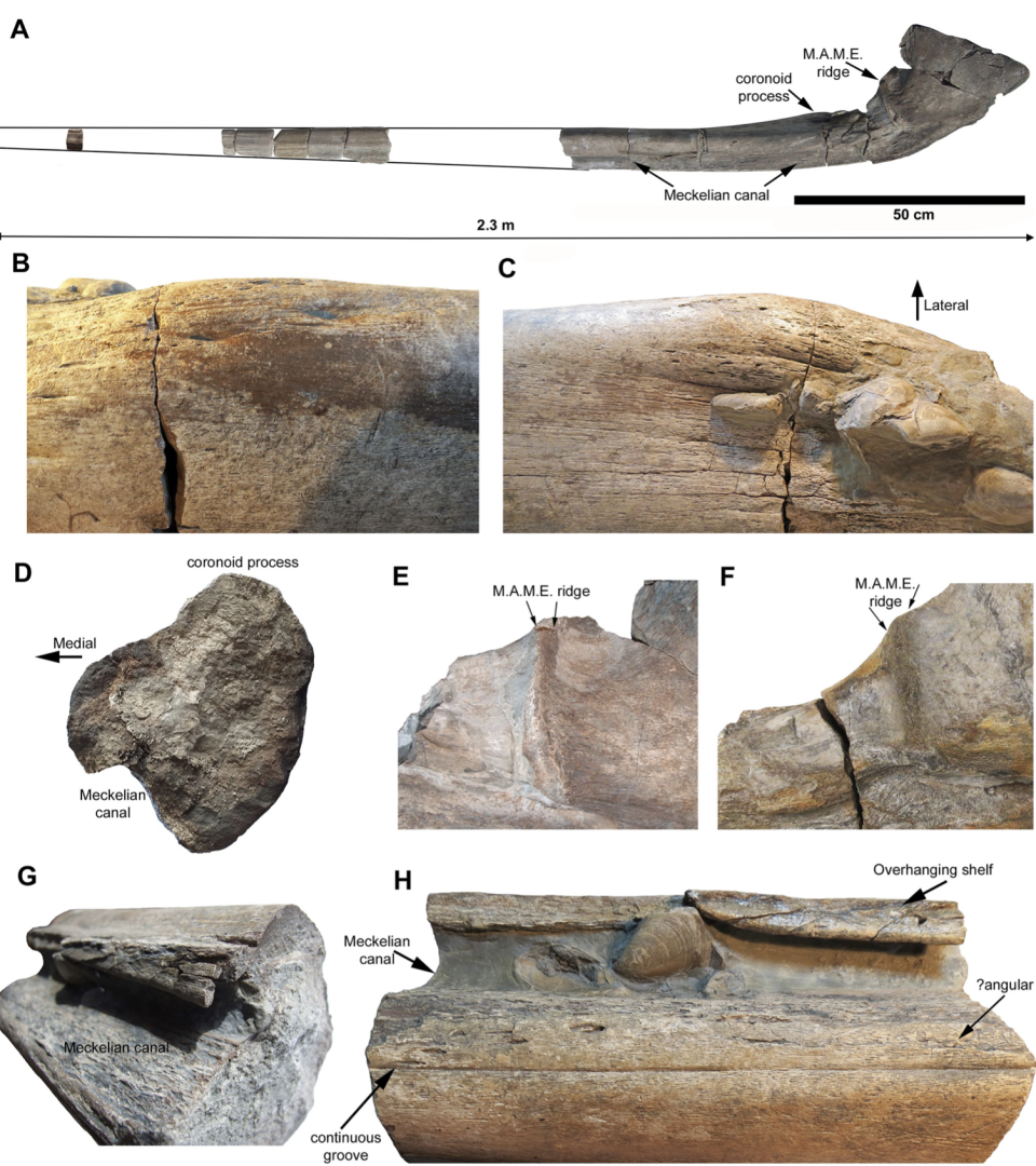 Présentation de l’os de la mandibule inférieure découverte pour découvrir cette nouvelle espèce. 