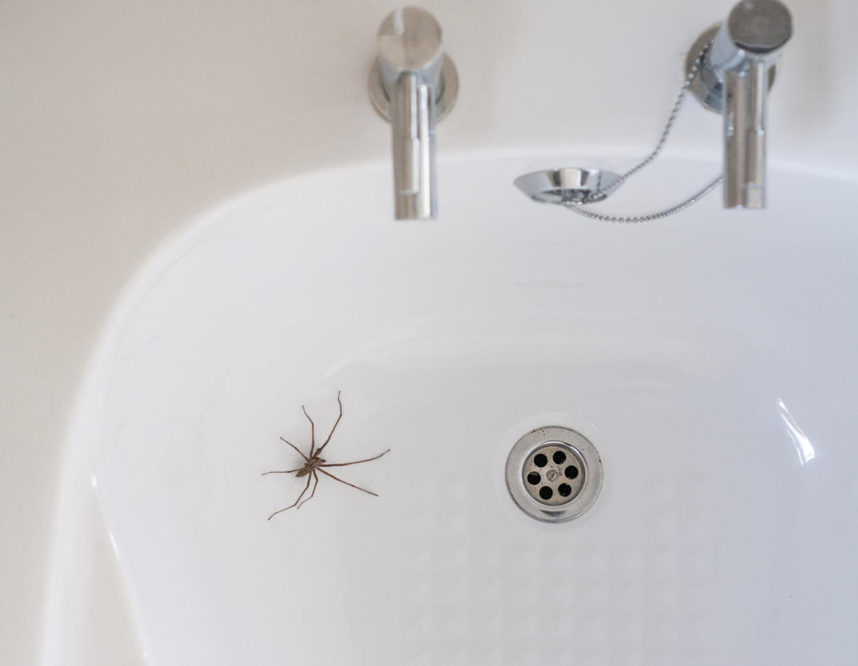 A Giant House Spider Near A Plughole