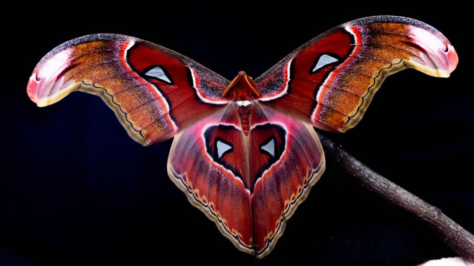 The overwhelming majority of study subjects were observed tilting their backs toward the light. An Atlas moth is shown. - Sam Fabian