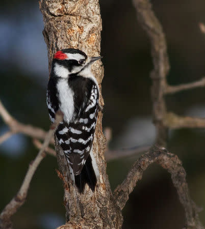 A Downy woodpecker is shown in this undated photo provided February 2, 2018. Courtesy Arlene Koziol/The Field Museum/Handout via REUTERS