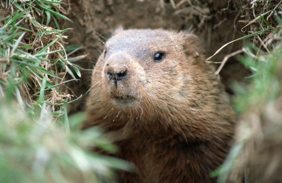 Did the Groundhog See His Shadow Today?! (And What Is Groundhog Day