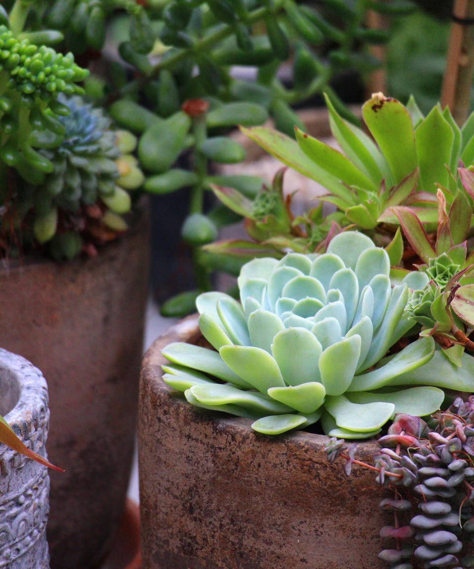 succulents growing in pots in a garden