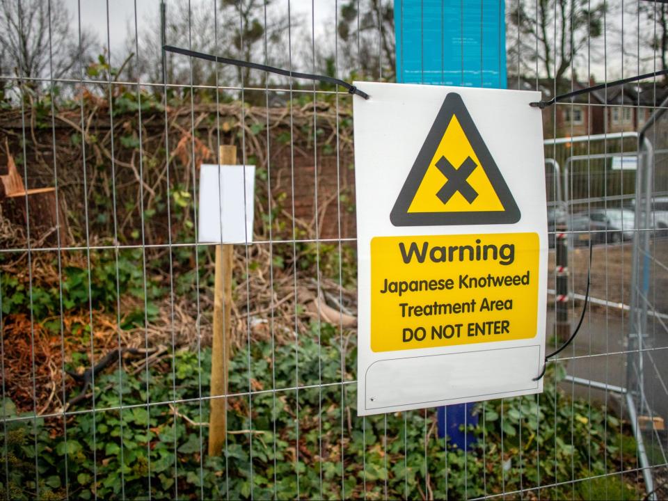 Japanese Knotweed is is classified as an invasive and destructive species in several countries (Getty Images/iStockphoto)