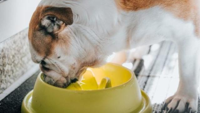 Slow Feeder Dog Bowl Slow Feed Small Breed Dog Bowl Senior Dog