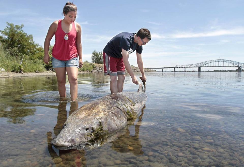 Warm river water in the summer of 2015 is blamed for killing fish. This 7-foot-long dead sturgeon at the east end of Pasco’s Wade Park near Road 39 attracted attention in June 2015.