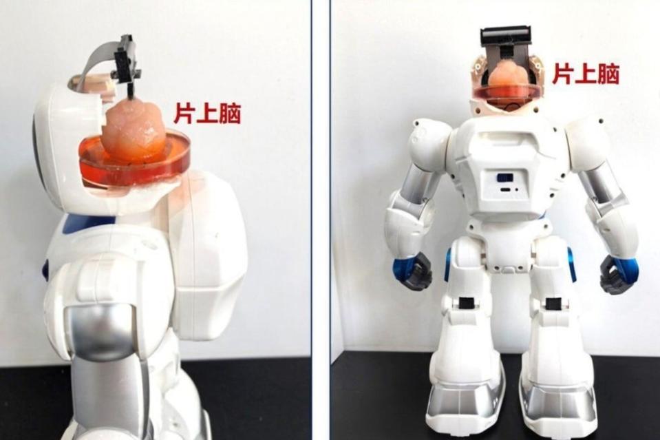 Researchers believe this robotics breakthrough will play a major role in human-cyborg relations. Tianjin University