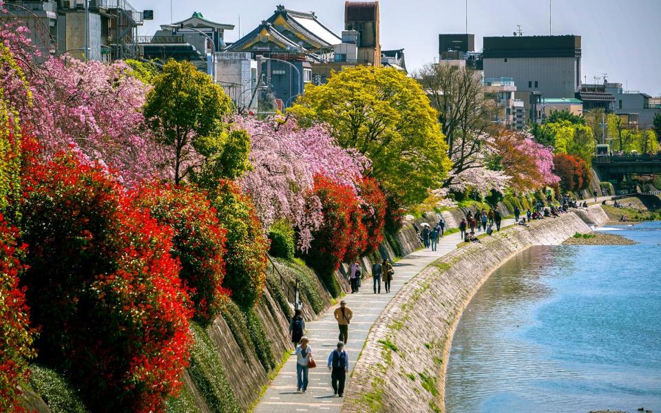 The Kamo River in Kyoto in spring