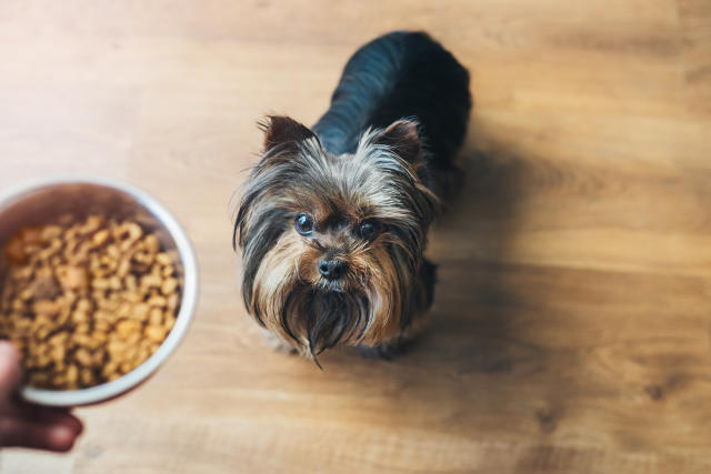 what is the best dog food for a yorkie