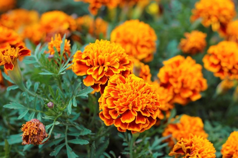 Close up of orange marigolds.