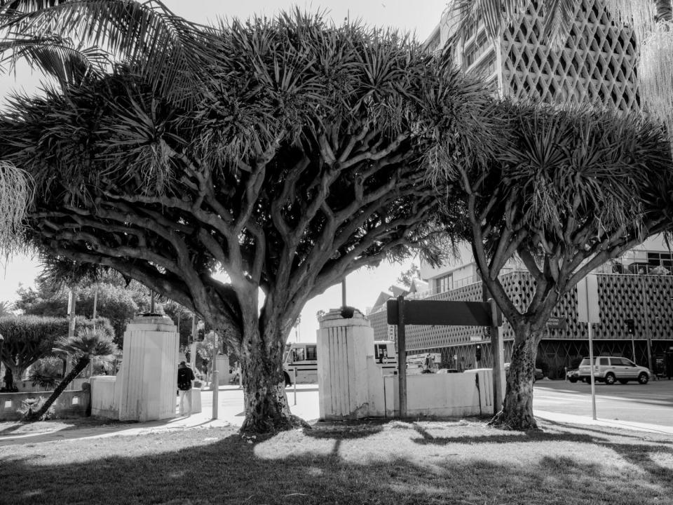 Dragon trees growing among tall buildings.