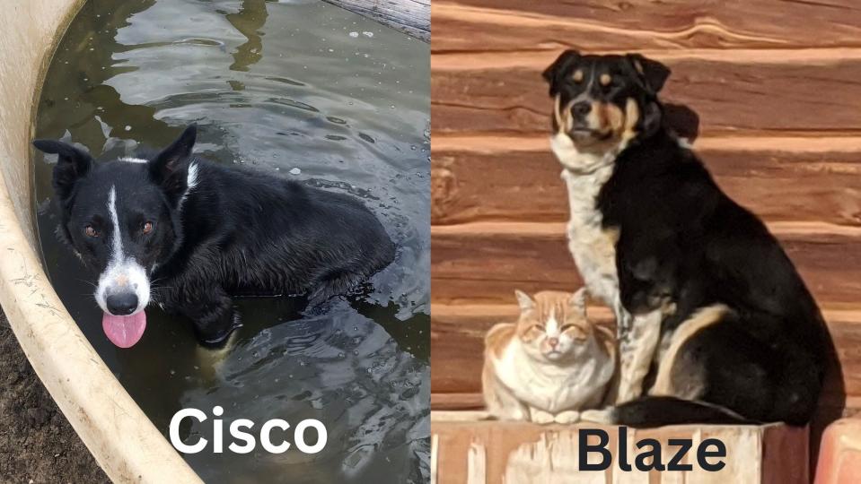 Cisco, left, was found killed by wolves in Jackson County, Colorado on March 13, 2023. Blaze was fatally injured by wolves March 14, 2023, four miles away.