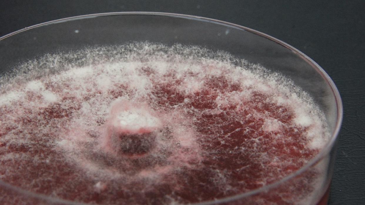  close up of fuzzy, white fungus growing in a circular lab dish 