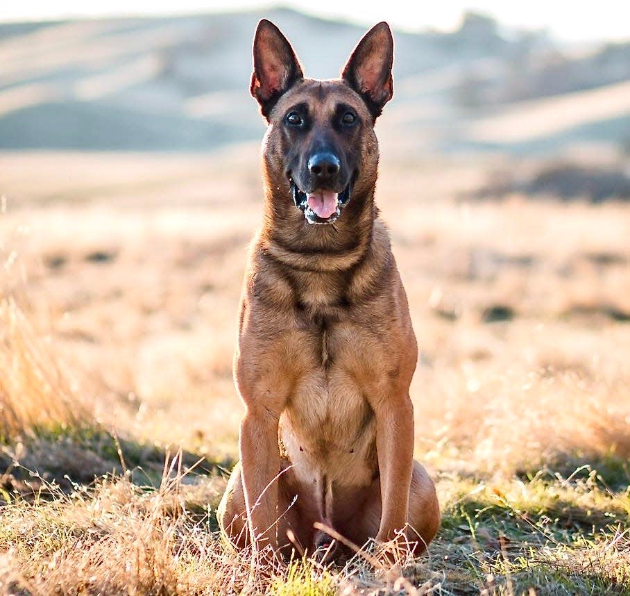 Retired K-9 Aero of the Anderson Police Department has died at the age of 10.