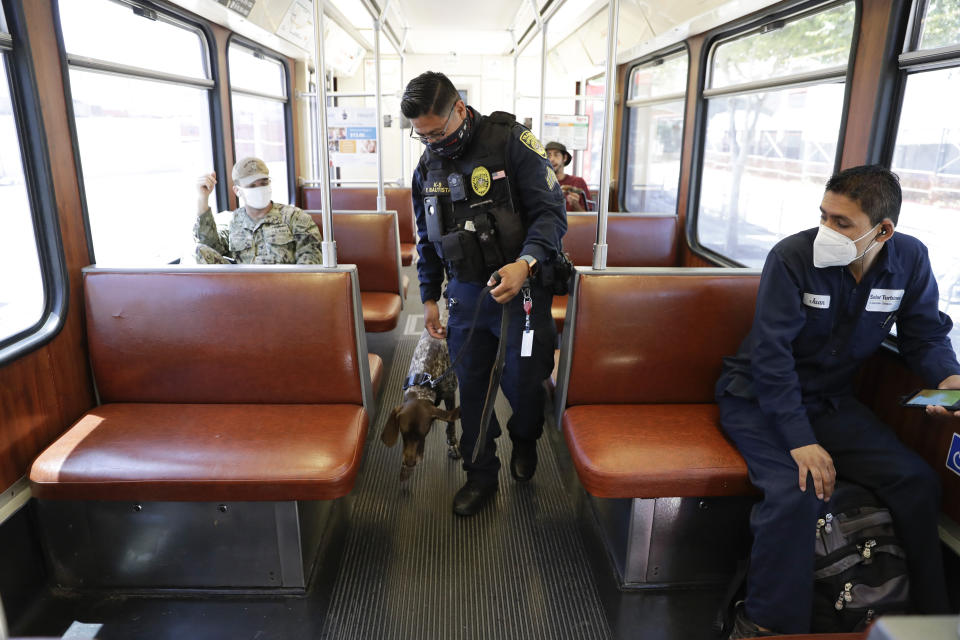 San Diego Metropolitan Transit System officer Francisco Bautista wears a Fitbit device as he scans a trolley car with his dog, Thursday, July 9, 2020, in San Diego. The device is part of a Scripps Research “DETECT” study to monitor a person's heart rate and allow participants to record symptoms like fever or coughing to share with scientists, in an attempt to see if they can spot COVID-19. (AP Photo/Gregory Bull)