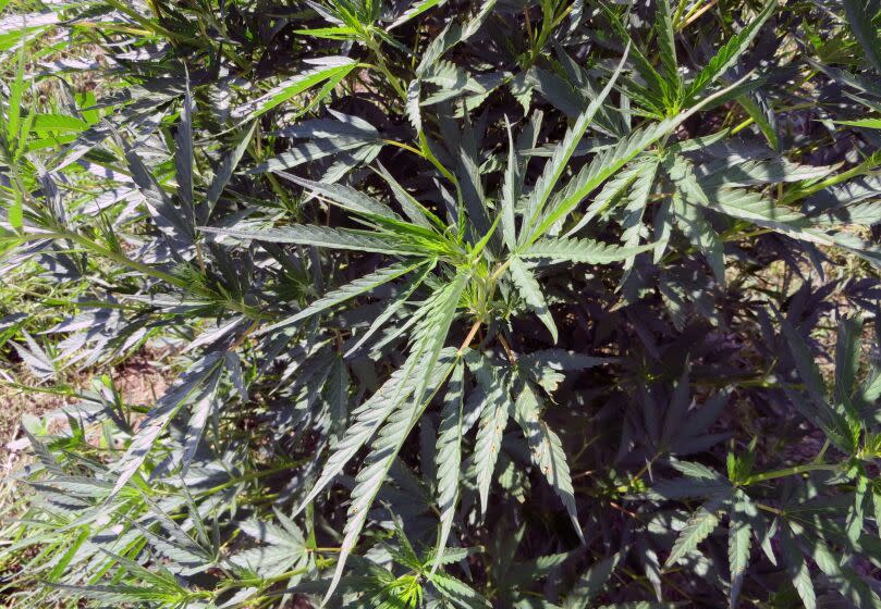 In this June 23, 2016, photo, plants mature on a hemp farm in Pueblo, Colo. Three years into the nation's hemp experiment, the crop's hazy market potential is starting to come into focus. Most of it is being pressed for therapeutic oils, not processed into rope or fabric or more traditional products. Authorized for research and experimental growth in the 2014 Farm Bill, hemp is being grown this year on about 6,900 acres nationwide, according to industry tallies based on state reports. (AP Photo/Kristen Wyatt)