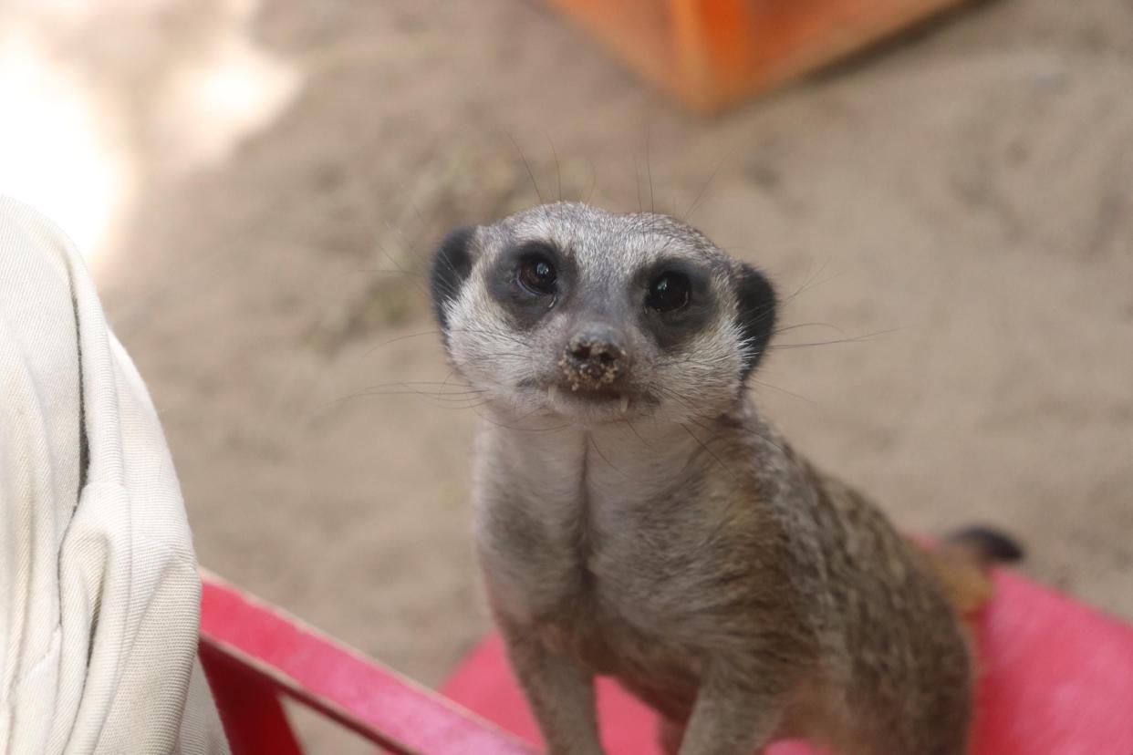 Meerkat at the El Paso Zoo.